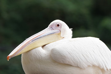 モモイロペリカン