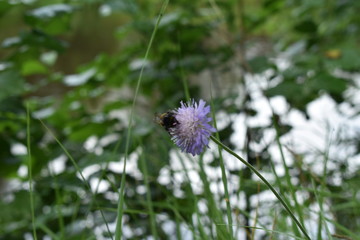 a bee sits on a flower