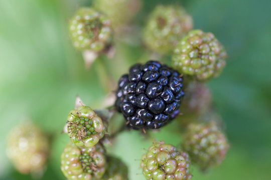 Shrubby Blackberry (Rubus nessensis) in garden