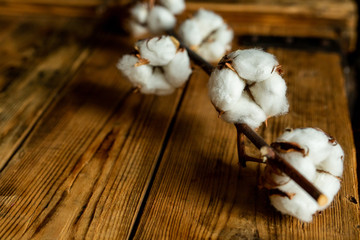 Cotton flowers on wooden table close up