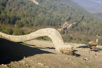 vulture