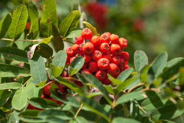 Ashberry (sorbus aucuparia) with leafs