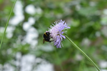 a bee sits on a flower
