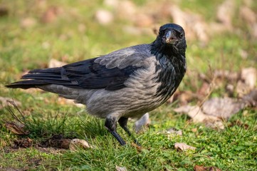 Crow pecking a nut. Wildlife Life in Urban Areas