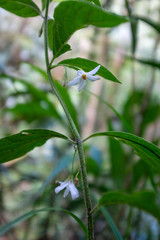 Two Black Nightshades, a Species of Nightshades (Solanum Ptychanthum), White Little Flower in the Woods