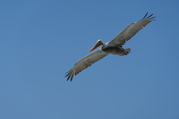 pelican flying in the sky