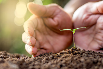 Men hand are planting the seedlings into the soil.