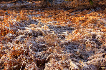 Bracken, latin Pteridium aquilinum, covered with hoarfrost