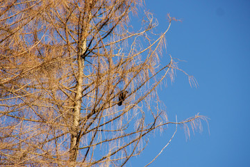 a crow on a conifer on a sunny winter day