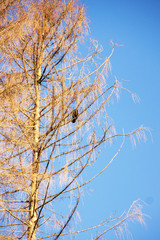 a crow on a conifer on a sunny winter day