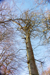 a treetop from a large oak tree, Quercus