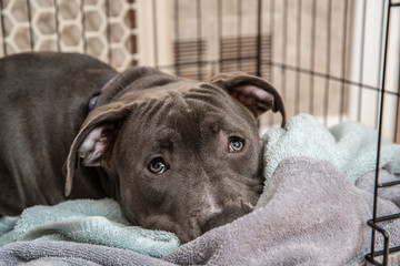 pitbull puppy in her crate is waiting for you