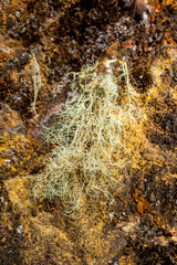 Spanish Moss, a species of Airplants also known Grandpas Beard, Vegetable Hair (Tillandsia Usneoides) in the Protected Natural Area of Belmira, Antioquia / Colombia