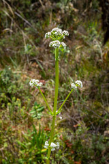 White Buckwheat Flower with Green Leaves near To Belmira's Paramo