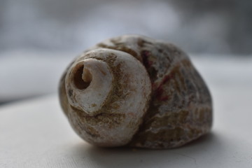 seashell on a light background