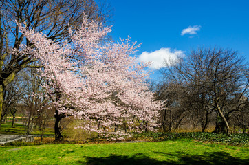 Cherry blossom in full bloom in Central Park, New York, USA