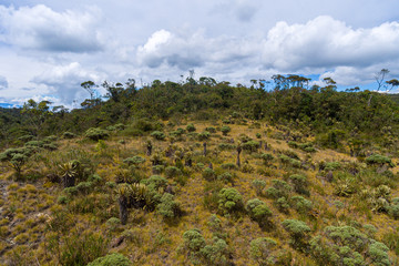 Fototapeta na wymiar Paramo with Trees and Plants Around with Mountain Views in the Distance in the Protected Natural Area of Belmira, Antioquia / Colombia