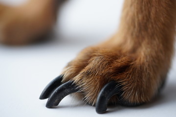 Paws with long claws of a small dog on a white background close-up.