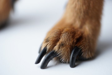 Paws with long claws of a small dog on a white background close-up.