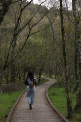 Fototapeta premium walk in the woods