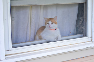 Cat With an Orange Collar Looking Out a Screen Window