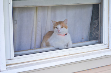 Cat With an Orange Collar Looking Out a Screen Window © ecbphotos