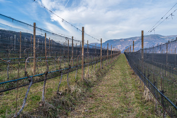 Fototapeta na wymiar Vineyards in Eppan, south Tyrol, Italy, Europe.