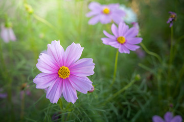  Beautiful Cosmos flowers in garden. Nature background.