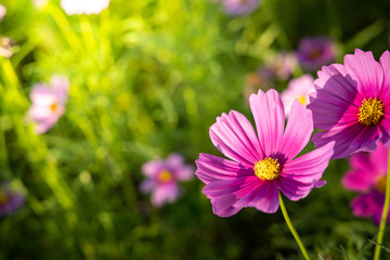  Beautiful Cosmos flowers in garden. Nature background.