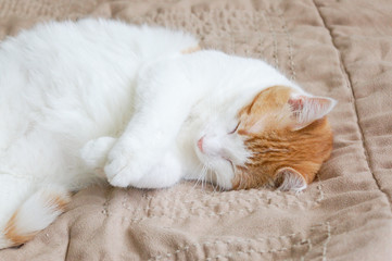 Fototapeta na wymiar Cute Orange and White Cat Sleeping on a Tan Comforter