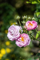 Texas roses blooming in springtme