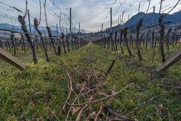 Obraz premium Vineyards in Eppan, south Tyrol, Italy, Europe.