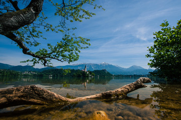 Fototapeta na wymiar Panorama of Bled island with church on a sunny day. Low profile photo, with tree and branch in the water in the foreground. Beautiful natural panorama of lake Bled.