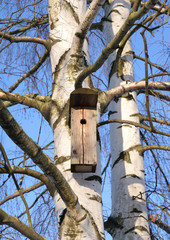 Birdhouse on a birch tree.