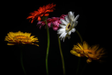 Gerberas flowers of different colours