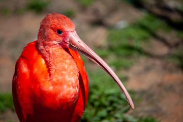 Scarlet Ibis