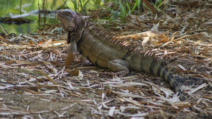 iguana near to a lake