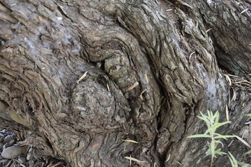 Tree bark