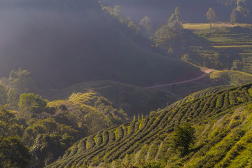 Green tea plantation field on mountain sunrise