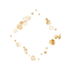 Oceanic scallop bivalve pearl shells gold mollusks