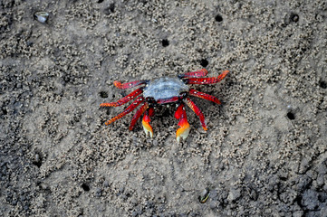 crab on the beach