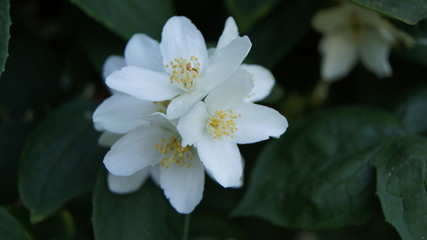 White flowers
