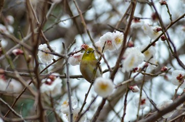メジロと白梅