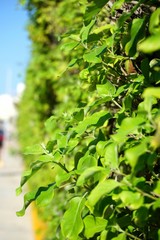 Green wall on the street 