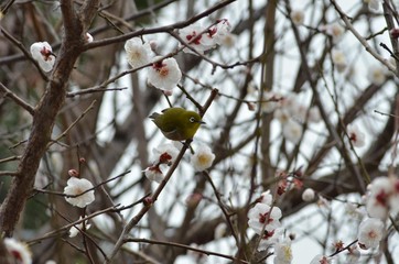メジロと白梅