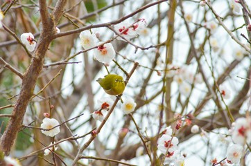 メジロと白梅