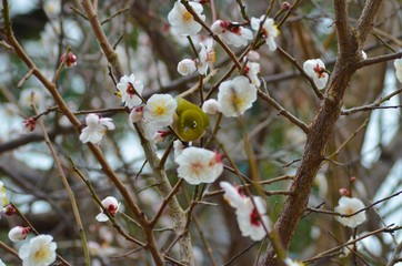 メジロと白梅