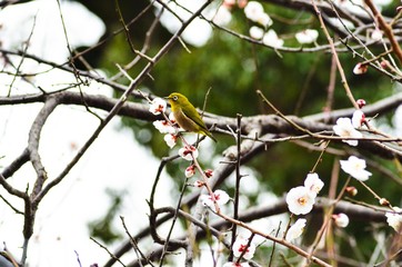 メジロと白梅
