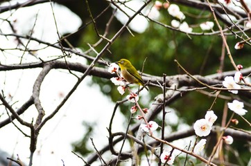 メジロと白梅