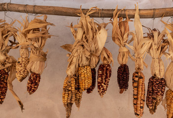 Some corn cobs drying out